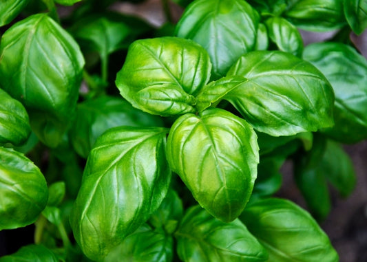 CLEARANCE - Sweet Basil Fragrance Oil