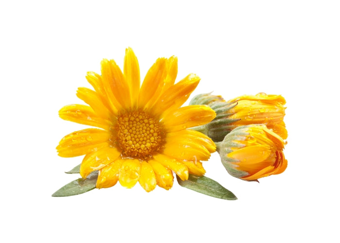 Calendula Infused Oil
