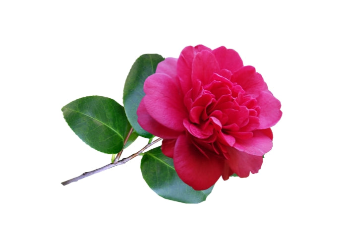 Camellia Oil - Organic