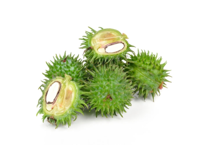 Jamaican Black Castor Oil