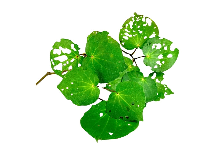 Kawakawa Infused Oil