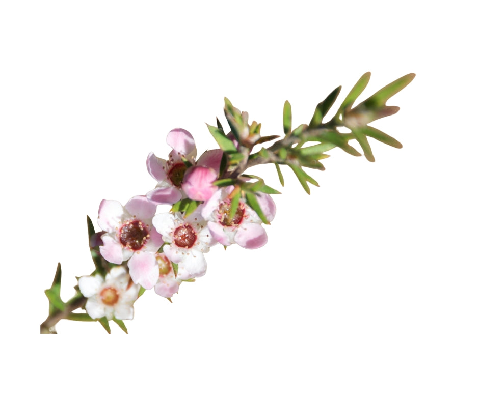 Manuka Leaf Oil Extract PN