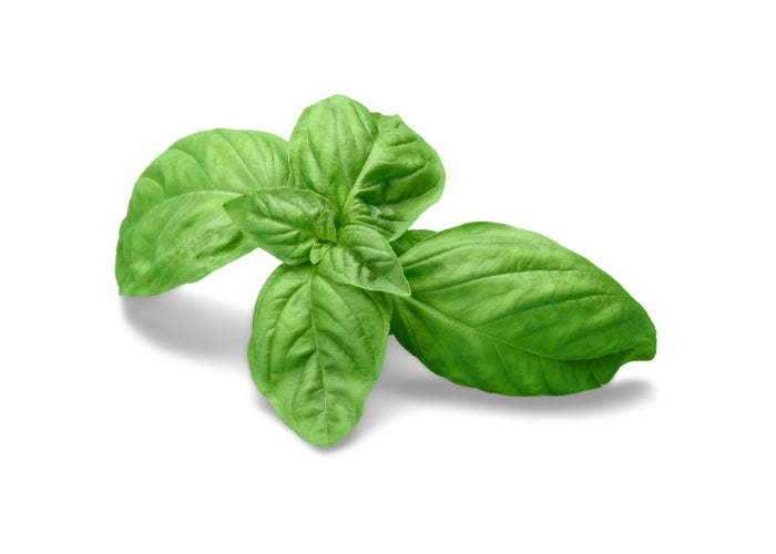 Basil Essential Oil