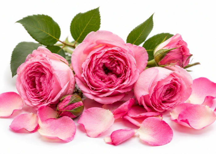 Rose Essential Oil