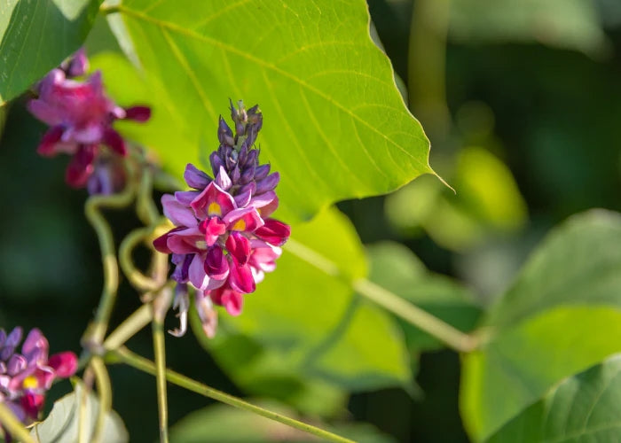 Kudzu Fragrance Oil
