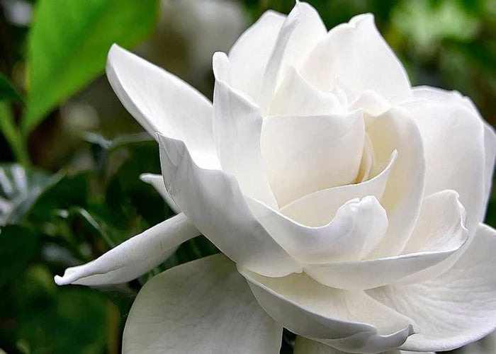 Gardenia Fragrance Oil