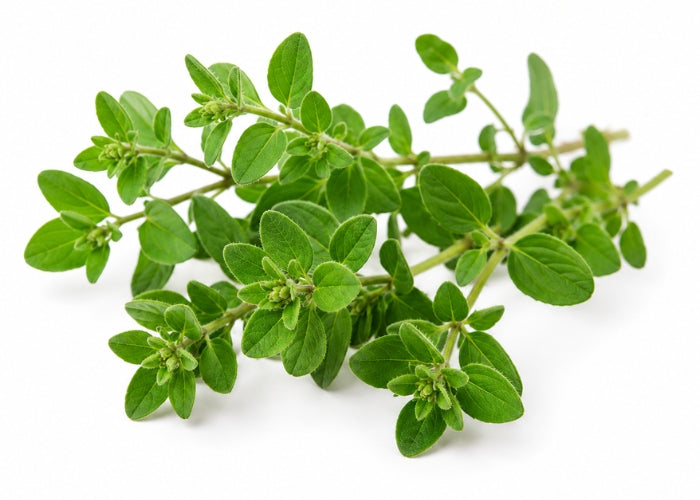 Marjoram Essential Oil