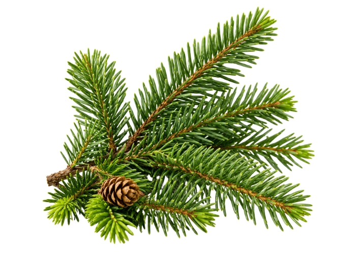 Fir Needle Essential Oil