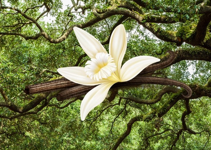 Vanilla & Oakmoss Fragrance Oil