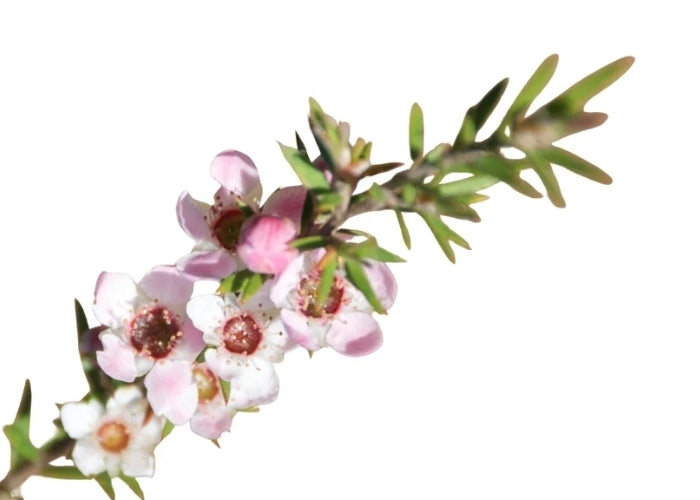 Manuka Leaf Oil Extract PN