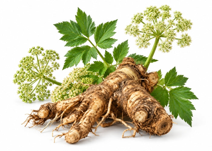 Angelica Root Essential Oil