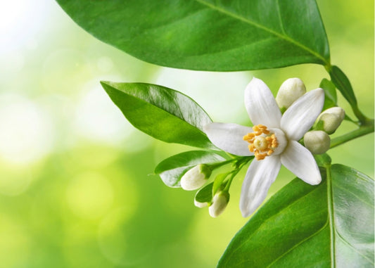 CLEARANCE - Neroli Fragrance Oil