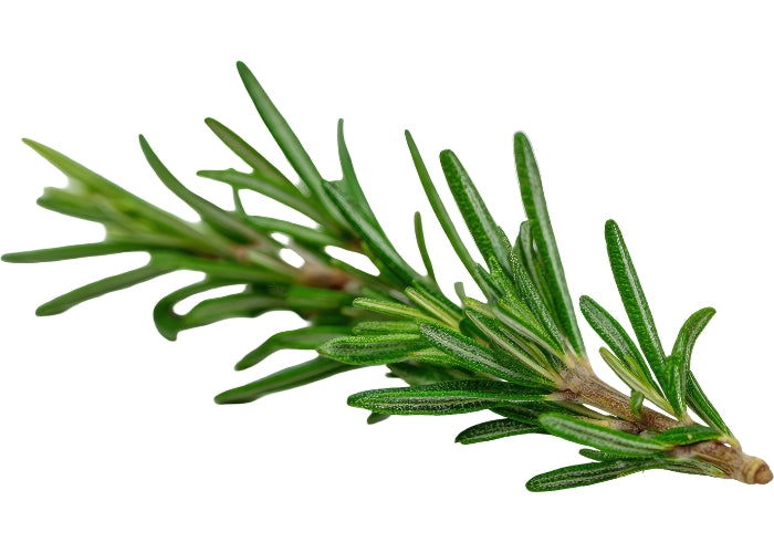 Rosemary Oleoresin