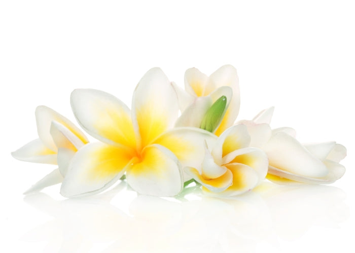 Frangipani Essential Oil