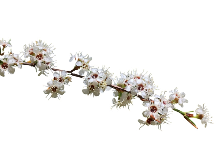 Kānuka Essential Oil