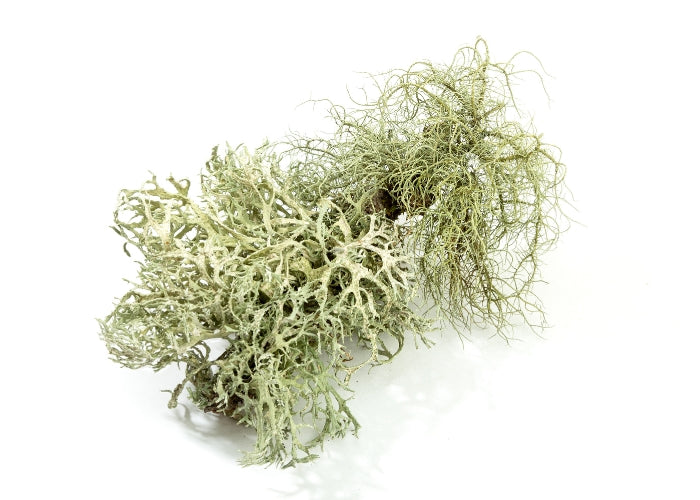 Oakmoss Essential Oil