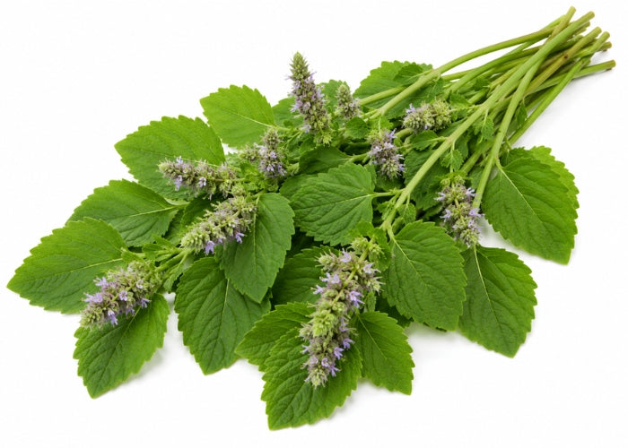 Patchouli Essential oil