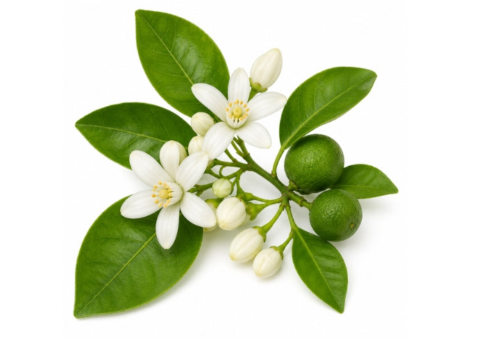 Petitgrain Essential Oil