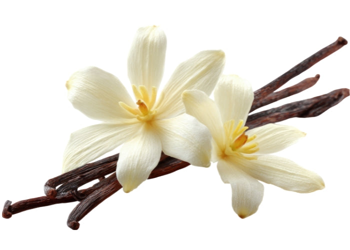 Vanilla Essential Oil