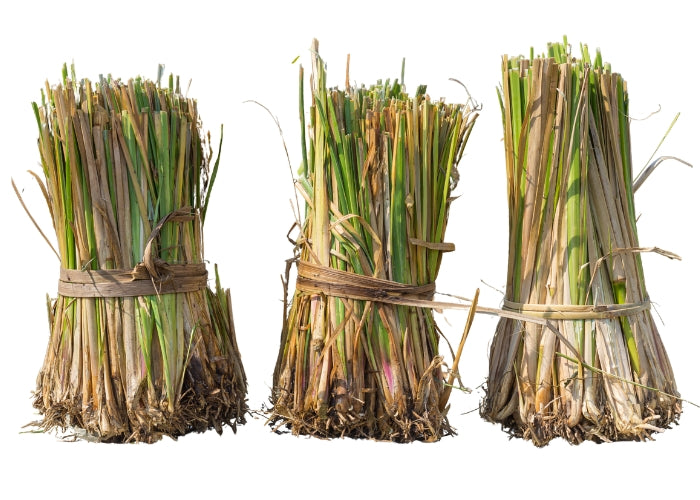 Vetiver Essential Oil