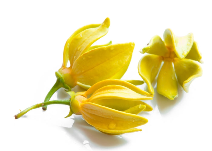 Ylang Ylang Essential oil