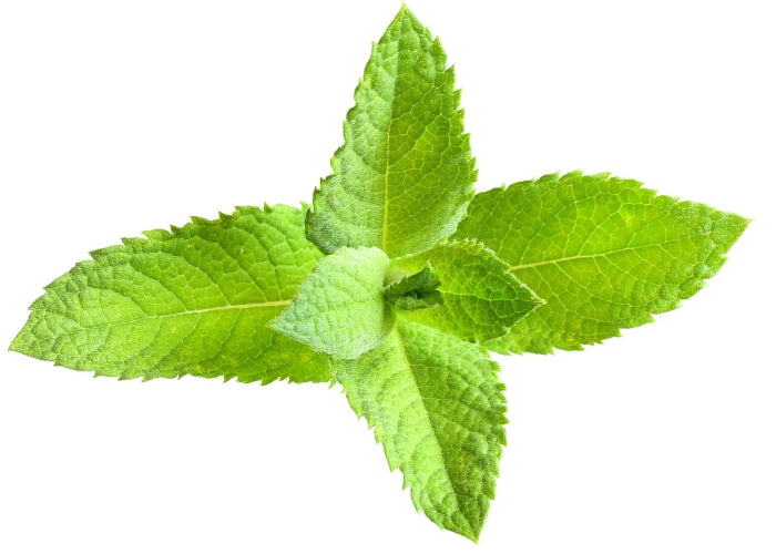 Spearmint Essential Oil