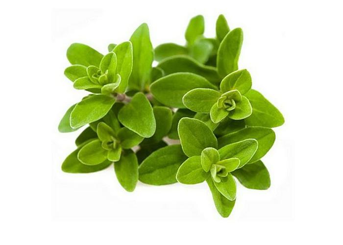 Marjoram_RX4MX5SGQ9IR.jpg