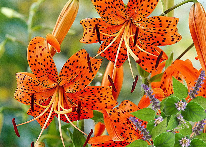 Tiger Lily & Patchouli - Fragrance Oil