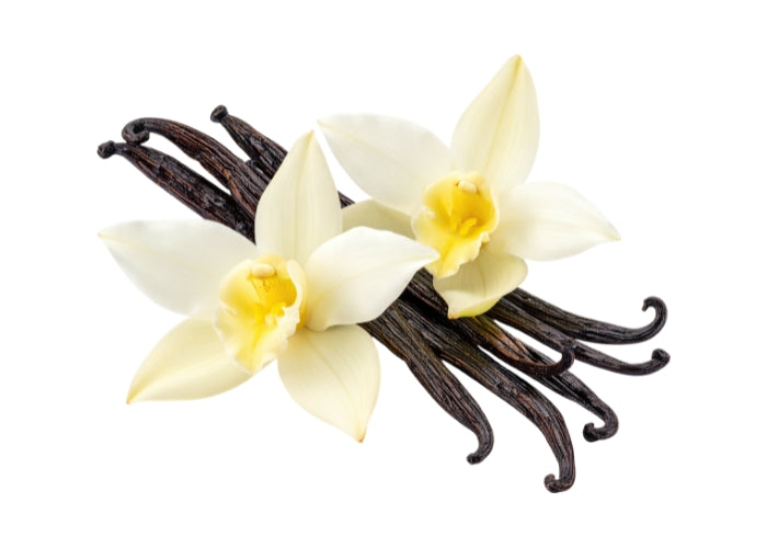 CLEARANCE - Vanilla Fragrance Oil