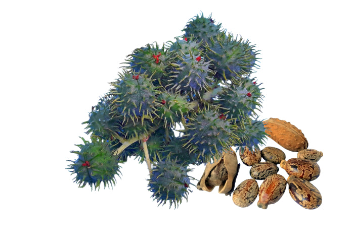 Jamaican Black Castor Oil