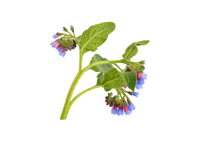 Comfrey Infused Oil