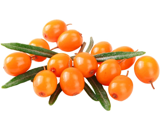 Sea Buckthorn Oil