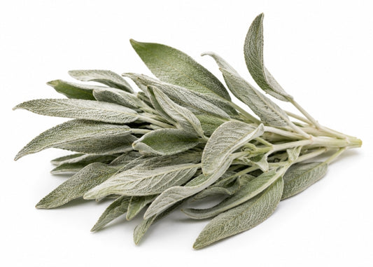 White Sage Essential Oil