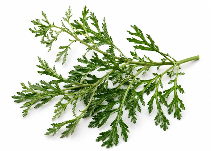 Davana Essential Oil