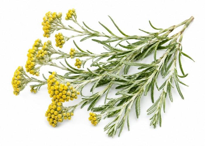 Helichrysum Essential Oil