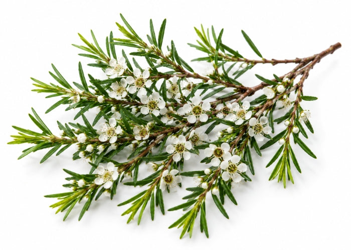 Kānuka Essential Oil