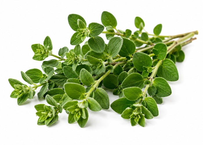 Oregano Essential oil