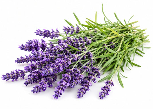 Lavender Essential Oil