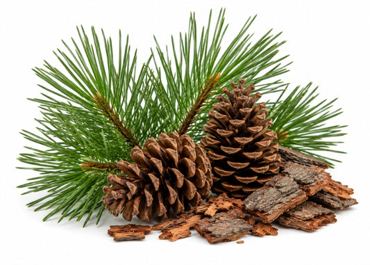 Pine Essential Oil
