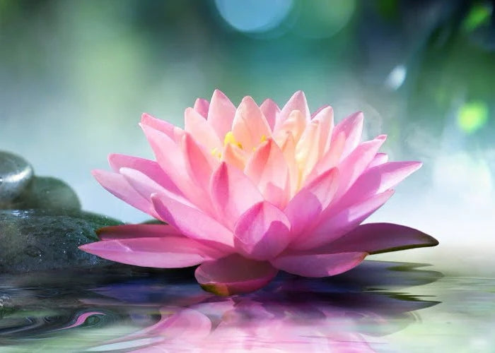 Lotus Flower Fragrance Oil