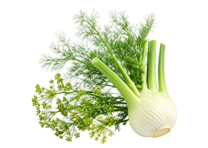 Fennel Essential oil
