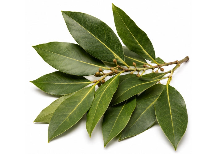Bay Leaf Essential Oil