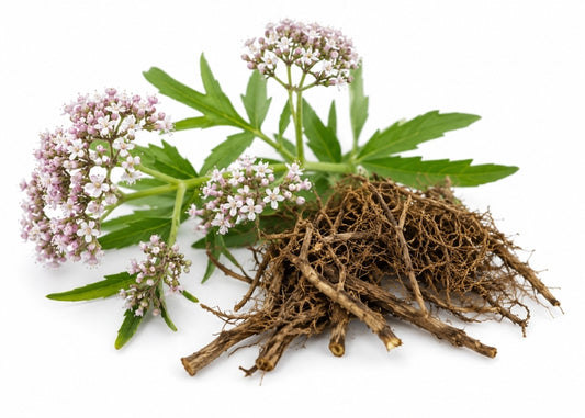 Valerian Essential Oil