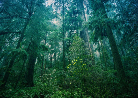 Rainforest Fragrance Oil