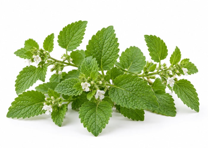 Melissa Essential Oil