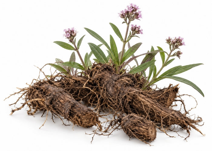 Spikenard Essential Oil