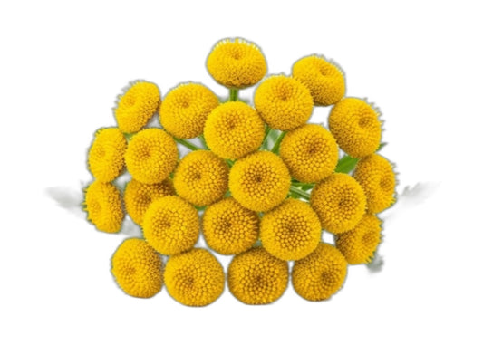 Blue Tansy Essential Oil