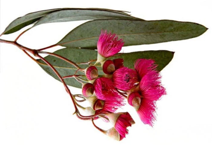 Eucalyptus Essential Oil