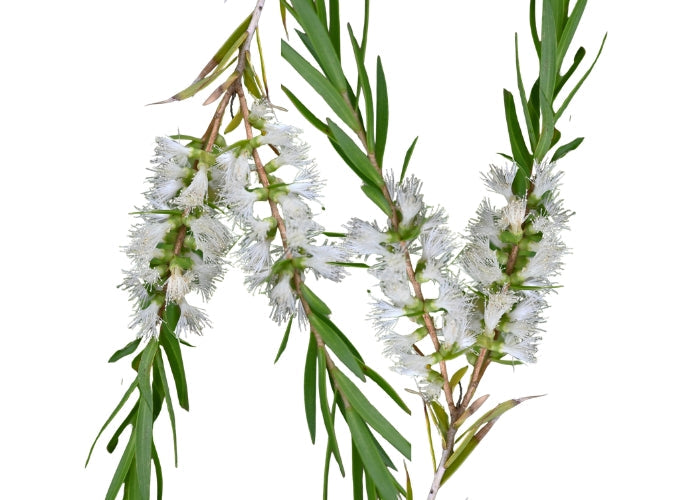 Tea Tree Essential Oil