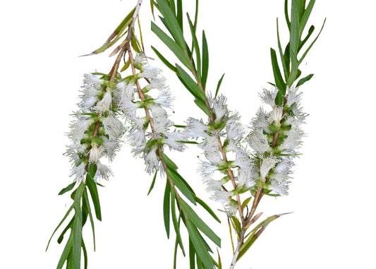 Tea Tree Essential Oil